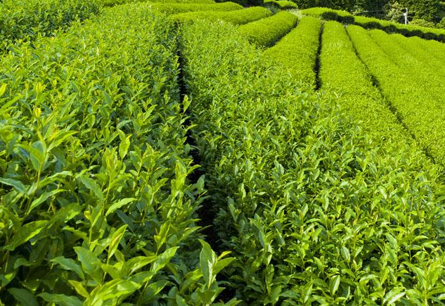 加盟茶人岭茶叶