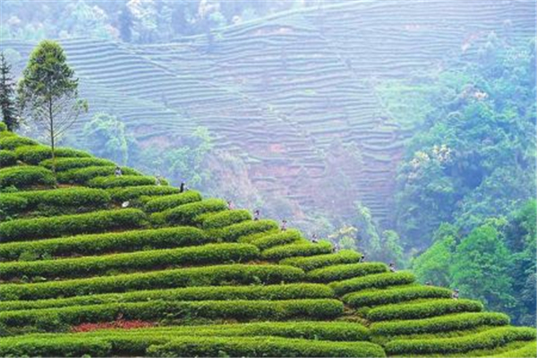 滇岭茶业种植地展示
