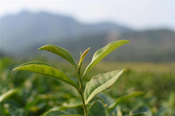 都天茶叶一株