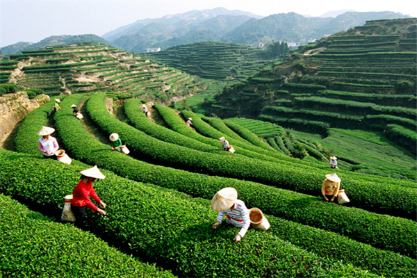 南茗北茶茶业种植