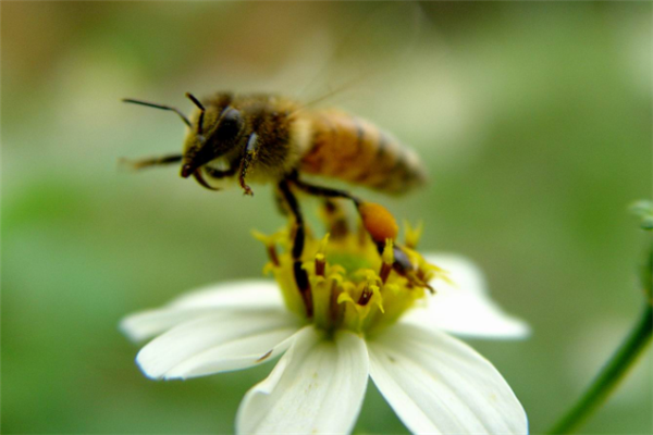 梅朵堂蜂产品养蜂