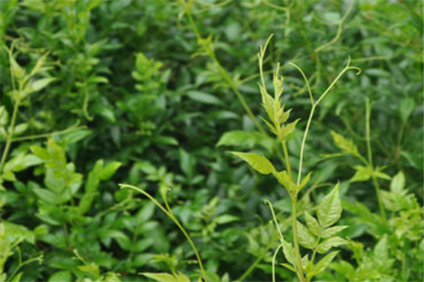 茅岩莓茶保健品自然