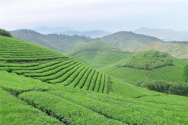 元闽茶叶茶山