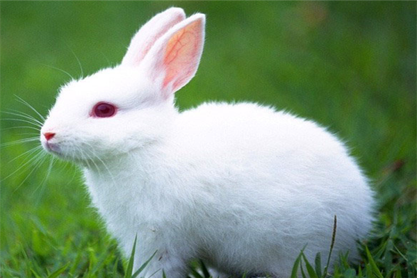 盛大兔业养殖白色