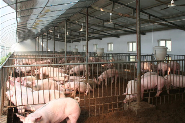 温氏集团养猪加盟条件