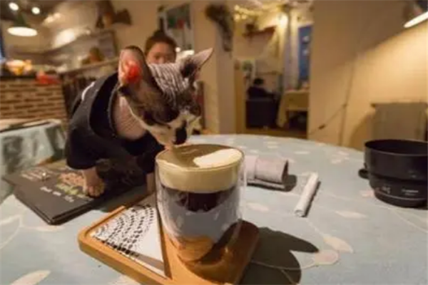 宠物咖啡猫