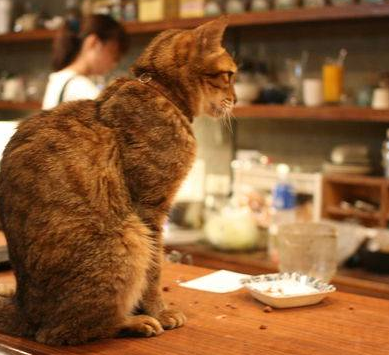 猫咪咖啡馆店