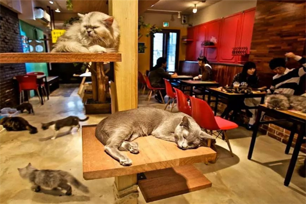 猫咪咖啡馆店环境