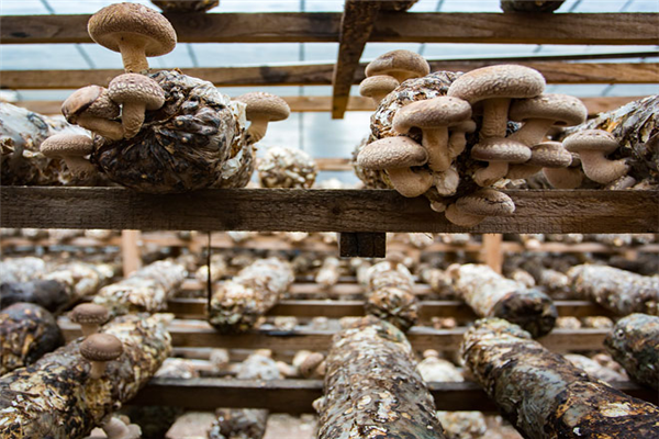 食用菌种植蘑菇
