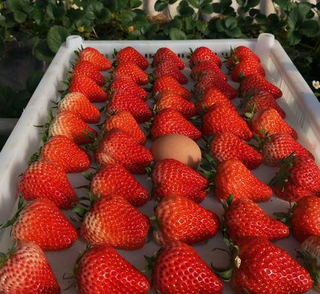 丹东九九草莓