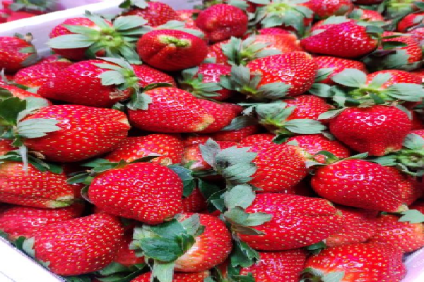 沙园市场新鲜草莓