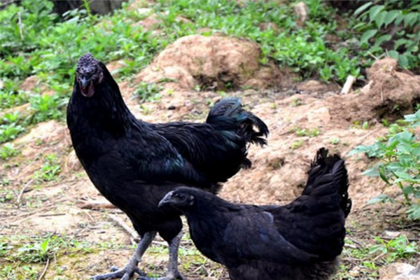 五黑鸡养殖安全