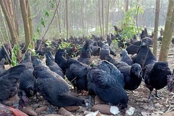 五黑鸡养殖环保