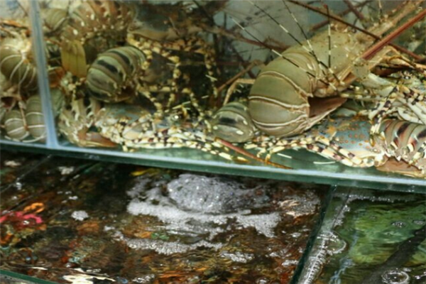 海飞海鲜自助餐厅鲜虾