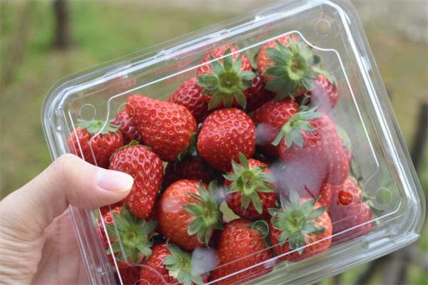 农家乐果园草莓