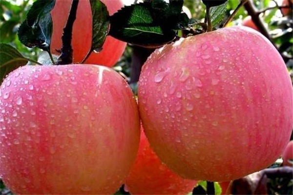 新丰果业苹果