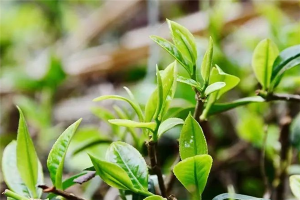 迎扬春茶社美食