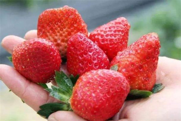 三水果业草莓