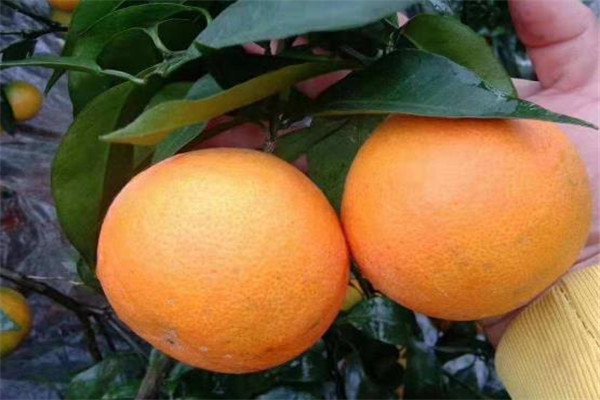 七号果园橙子