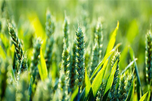 农业信息化产品小麦
