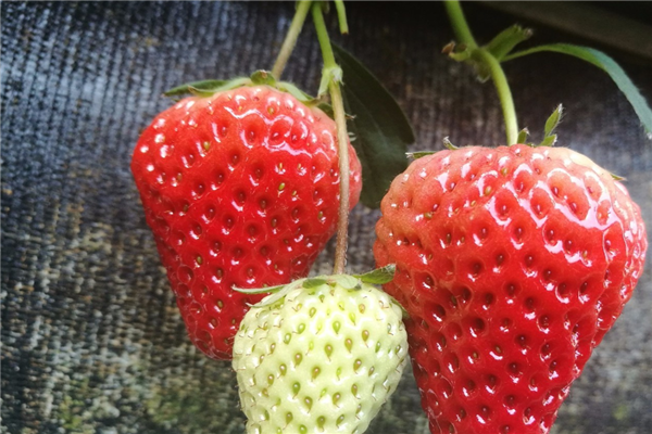 京果水果草莓