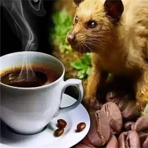麝香猫咖啡
