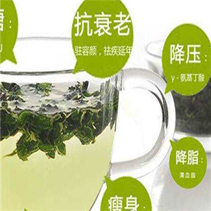 桑叶茶