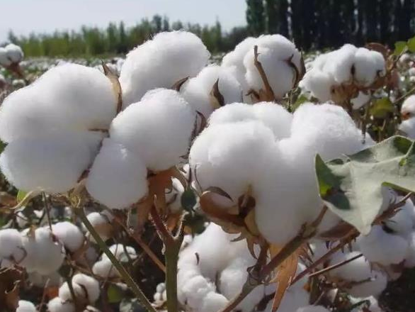 棉花加盟品质