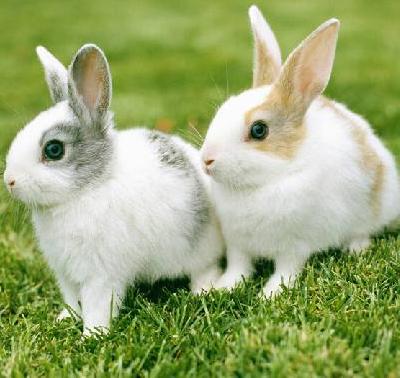 兔养殖质量
