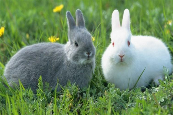 兔养殖产品