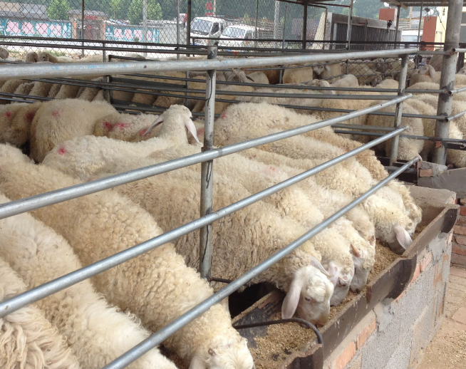 羊养殖品质