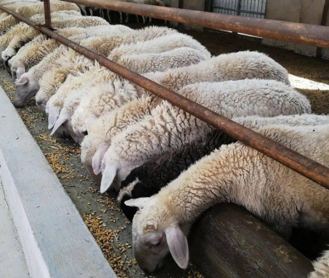 羊养殖质量
