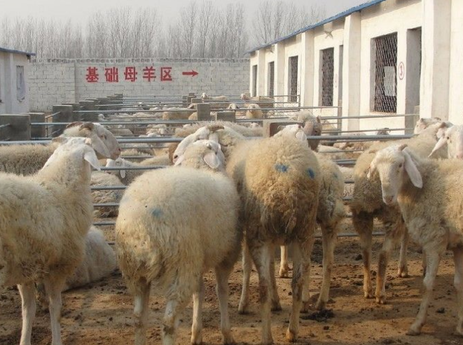 养羊场品质