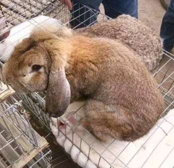 野兔养殖安全