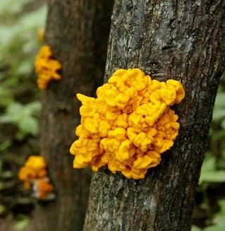 金耳菌種植實惠