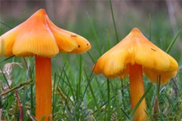 蘑菇种植负责