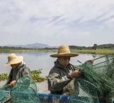 養(yǎng)蝦有前景