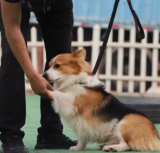 寵物幼兒園有經(jīng)驗