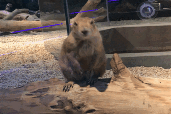 室內(nèi)小型動物園好玩