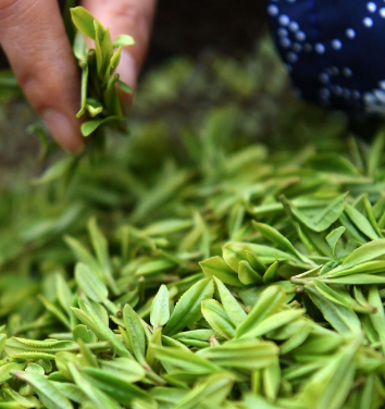 种植茶叶