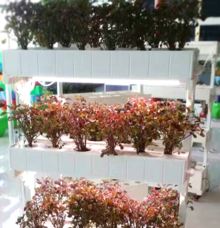 植物凈化器