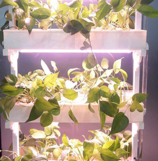 植物凈化器耐用