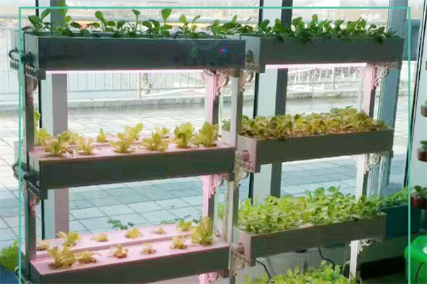 植物凈化器便宜
