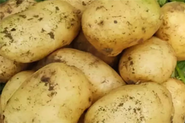 薯業(yè)認真