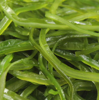 海帶菜安全