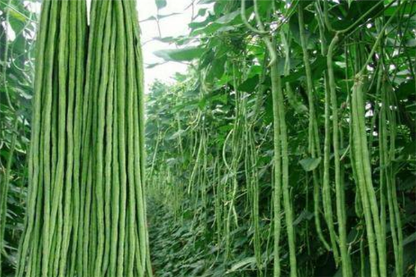 生態(tài)菜營(yíng)養(yǎng)