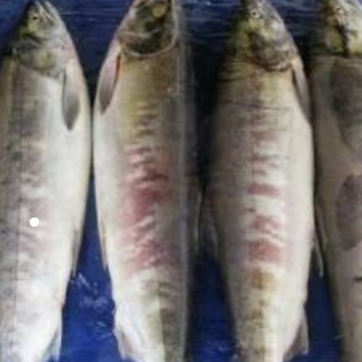 漁業(yè)食品無(wú)污染