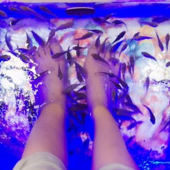 魚療養(yǎng)生效果好