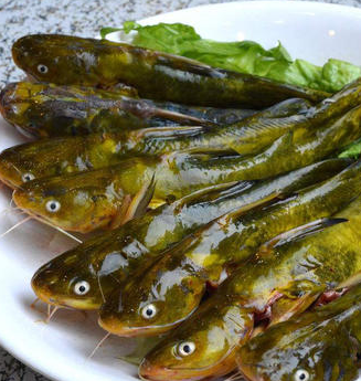 黃骨魚(yú)