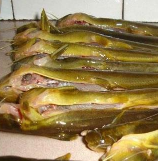 黃骨魚(yú)好吃